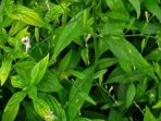 Sambiloto sebagai Obat Herbal untuk Ramuan Penurun Demam Sambiloto sebagai Obat Herbal untuk Ramuan Penurun Demam
