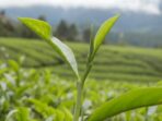Teh sebagai Obat Herbal untuk Ramuan Sakit Kepala Sebelah Teh sebagai Obat Herbal untuk Ramuan Sakit Kepala Sebelah