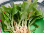 Penggunaan Kencur sebagai Obat Herbal Untuk Ramuan Sakit Kepala Sebelah Penggunaan Kencur sebagai Obat Herbal Untuk Ramuan Sakit Kepala Sebelah