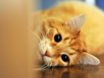 Fakta Unik Kucing Tabby Orange, Si "Kocheng Oren" Yang Terkenal Bar Bar, Benar Gak Sih?