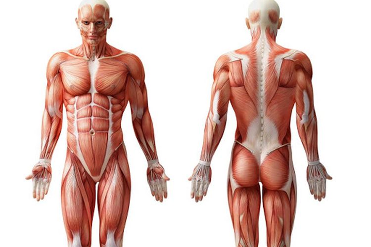 Ilustrasi gerak otot (foto: kompas)