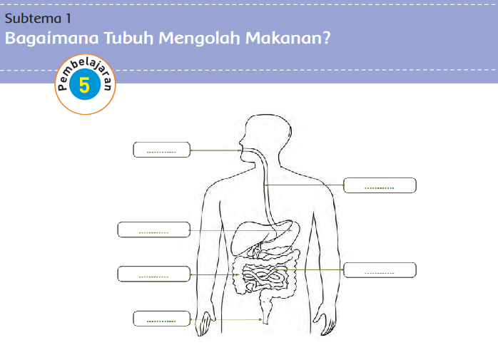 Kunci Jawaban Tema 3 Kelas 5 Halaman 35 36 37 38, Subtema 1 Bagaimana Tubuh Mengolah Makanan: Pembelajaran 5