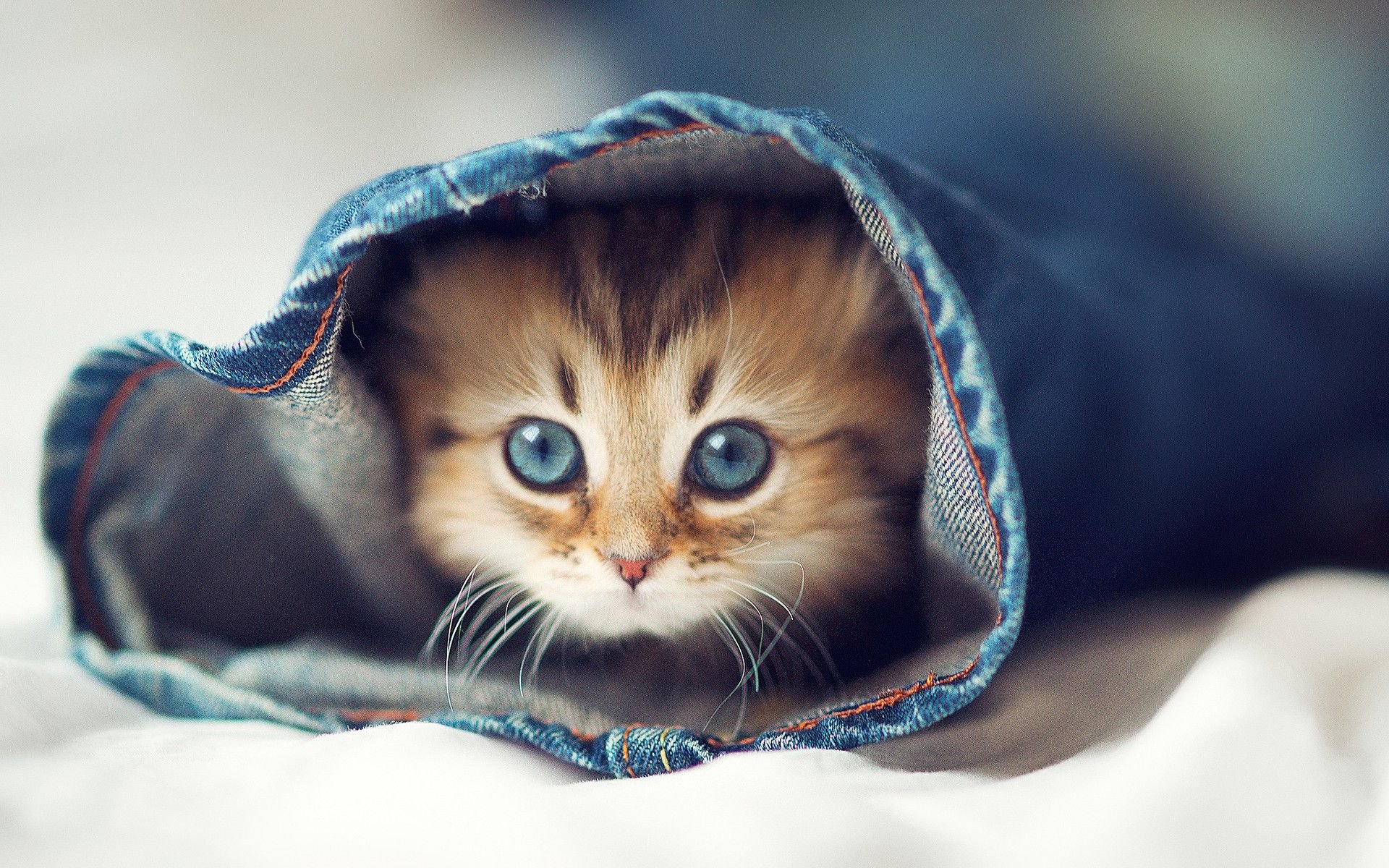 thumb-anak-kucing - ist