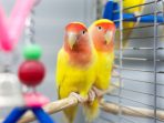 thumb-lovebird
