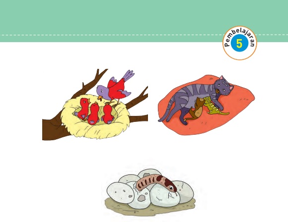 Kunci Jawaban Tema 5 Kelas 5 Halaman 40 41 42 46, Subtema 1 Komponen Ekosistem: Pembelajaran 5