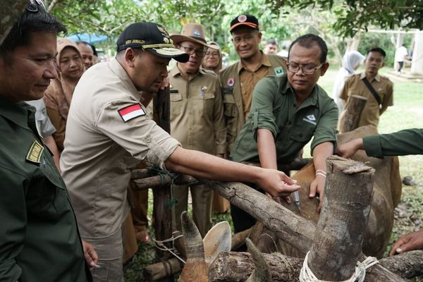 Penyakit Mulut dan Kuku