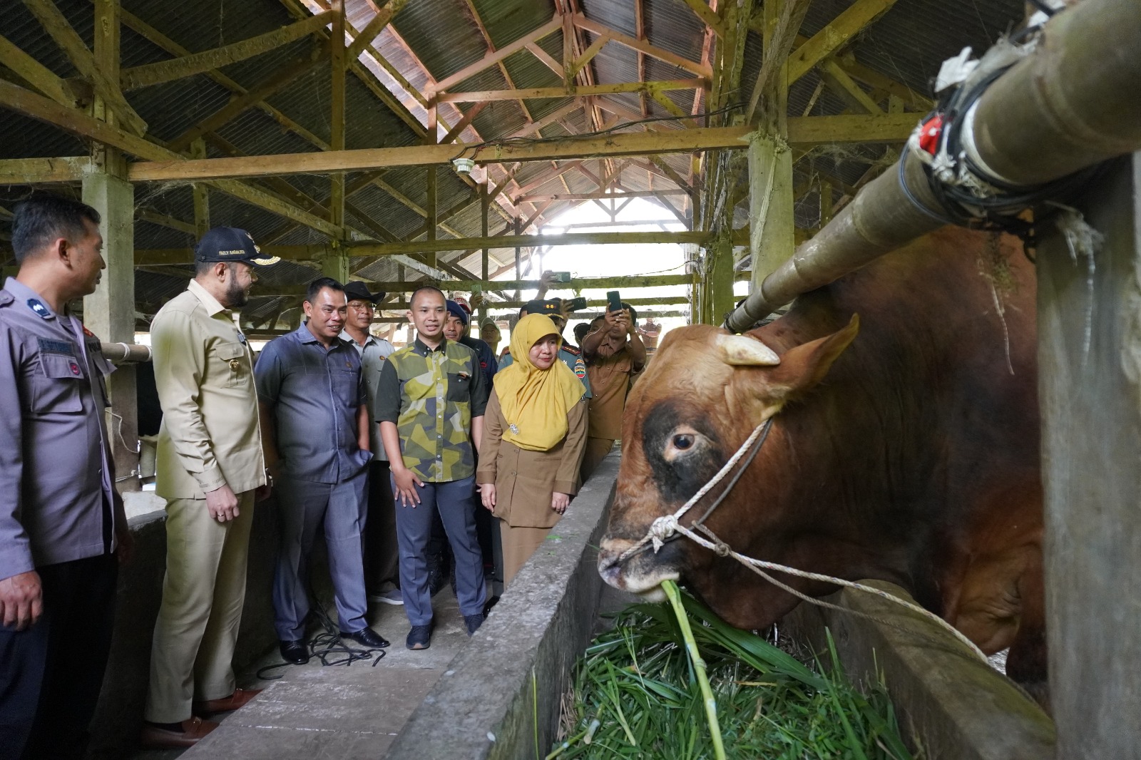Hari Raya Iduladha 1444 H, Presiden Joko Widodo Beli Sapi Asal Padang Panjang