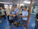 Panen Ikan Kerapu 20 Ton di Pesisir Selatan, Gubernur Mahyeldi Berharap Makin Banyak Kelompok Pembudidaya di Sumbar