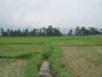 Petani Kota Padang Gagal Panen Karena Banjir Petani Kota Padang Gagal Panen Karena Banjir