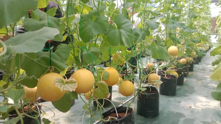 Panen Perdana Melon, Bupati Tanah Datar Eka Putra : Petani Harus Melek Teknologi