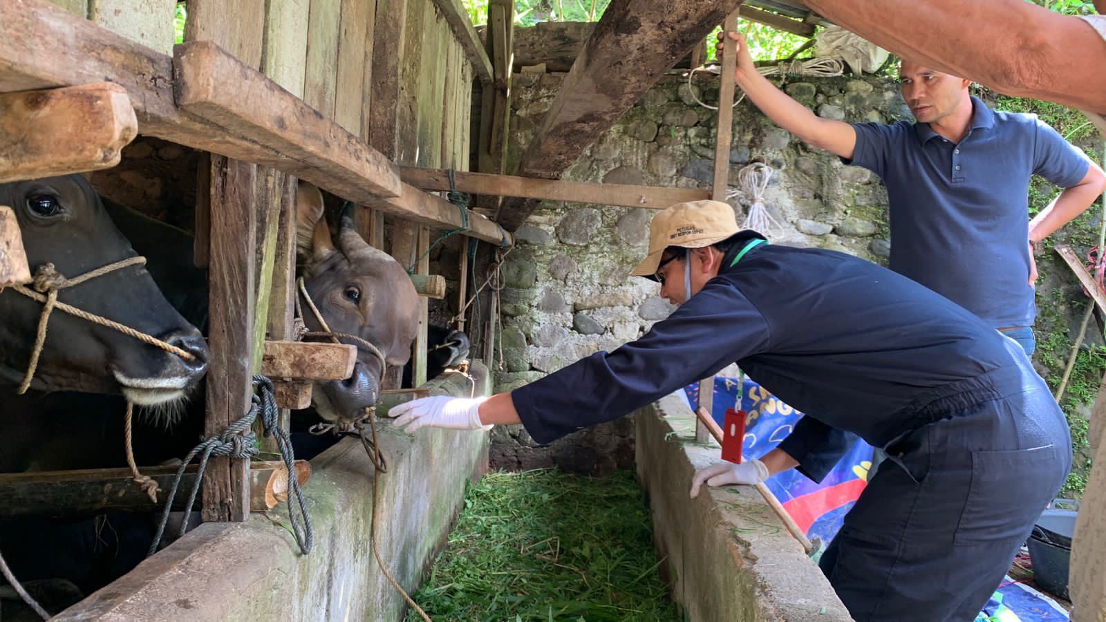 Jelang Iduladha 1446 H, Pemerintah Kota Padang Panjang Pastikan Kesehatan Hewan Kurban