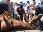 Pondok Pesantren Minangkabau Penuh Syukur Terima Bantuan Sapi Kurban Presiden, Diserahkan Langsung Wagub Vasko Ruseimy Pondok Pesantren Minangkabau Penuh Syukur Terima Bantuan Sapi Kurban Presiden, Diserahkan Langsung Wagub Vasko Ruseimy