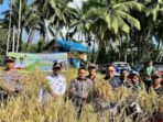 Bupati Jon Firman Pandu Ikut Panen Perdana Sawah Pokok Murah di Koto Baru