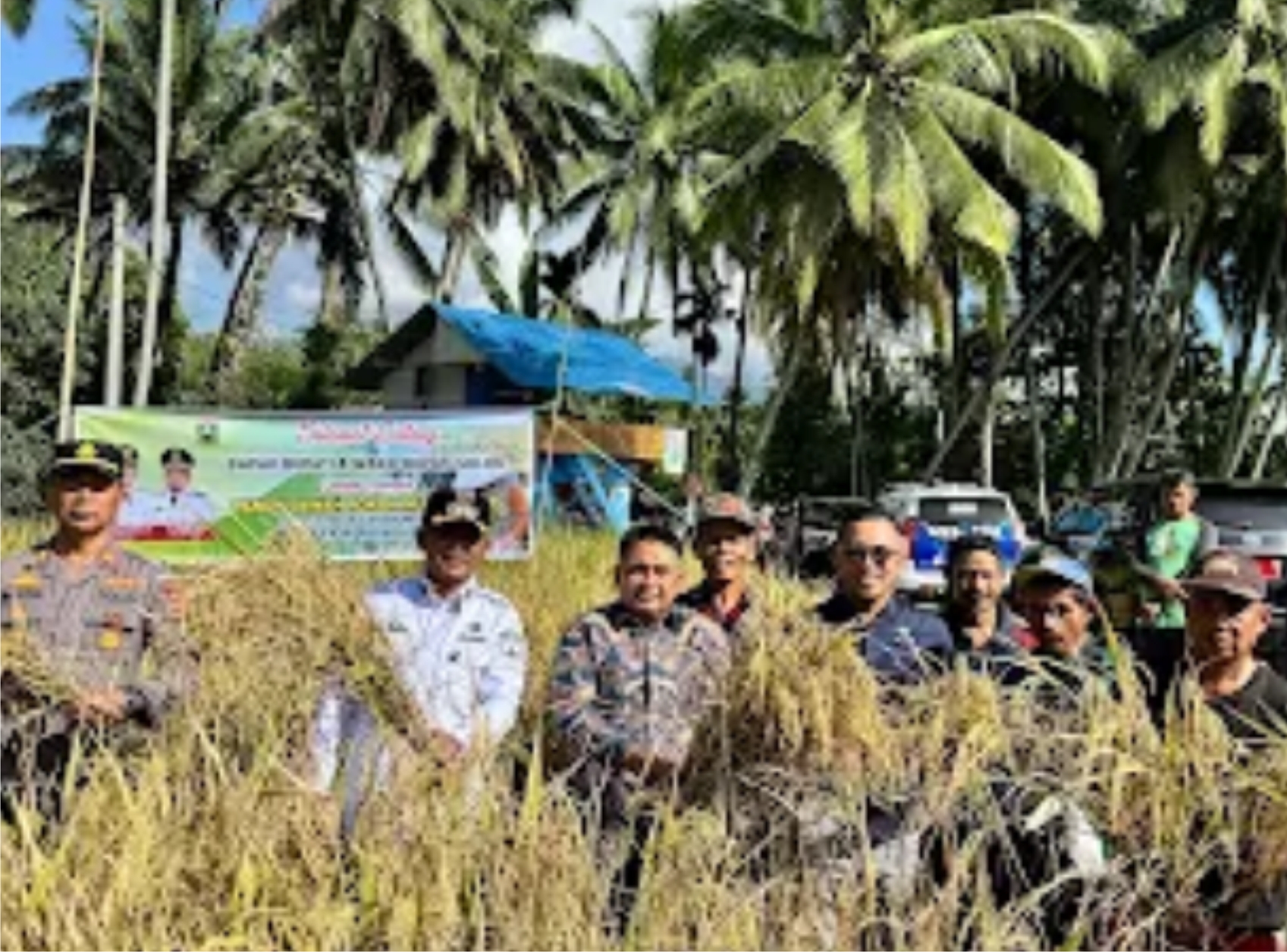 Bupati Jon Firman Pandu Ikut Panen Perdana Sawah Pokok Murah di Koto Baru