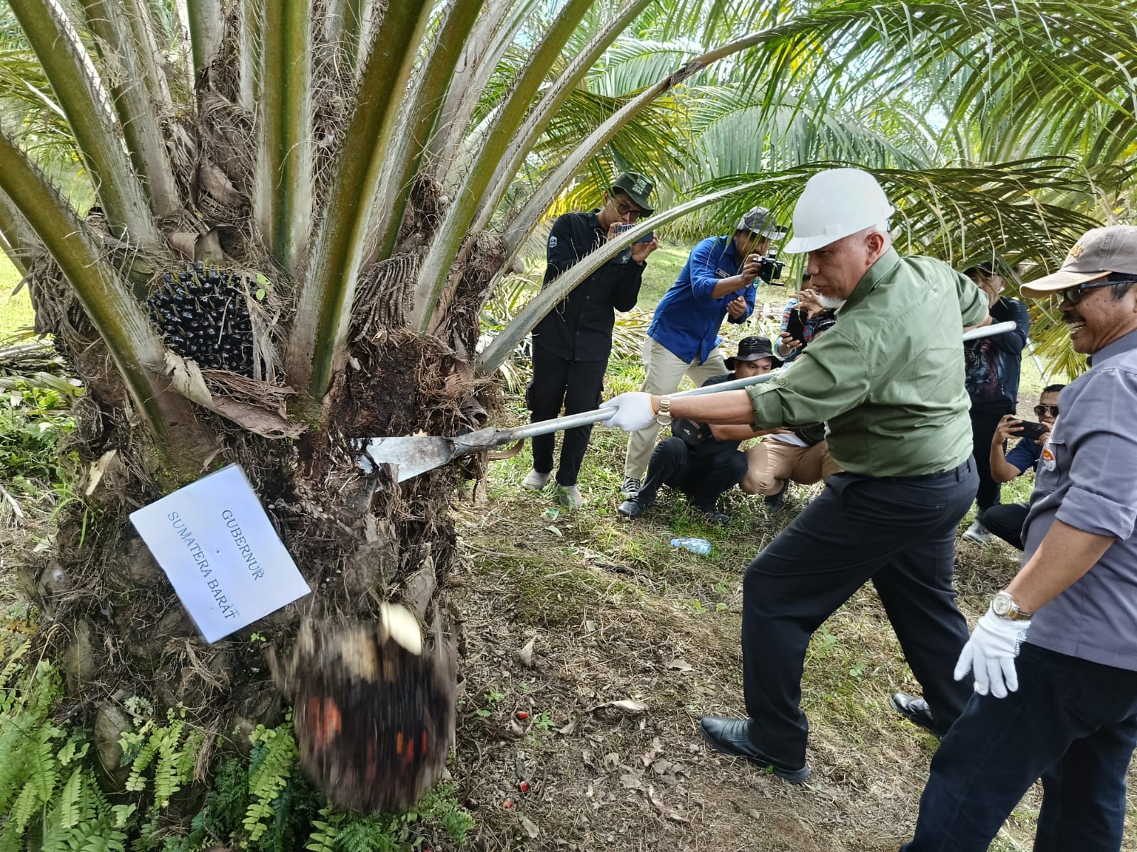 Program Replanting Sawit di Sumatera Barat Mulai Menunjukkan Hasil, Petani Agam Panen Perdana