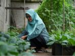 Kebun Nangka di Halaman Berubah Jadi Cuan di Jorong Paninjauan