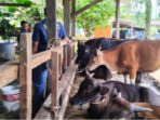 Pemerintah Kabupaten Solok Selatan Gencarkan Vaksinasi PMK Jelang Idul Adha