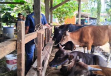Pemerintah Kabupaten Solok Selatan Gencarkan Vaksinasi PMK Jelang Idul Adha