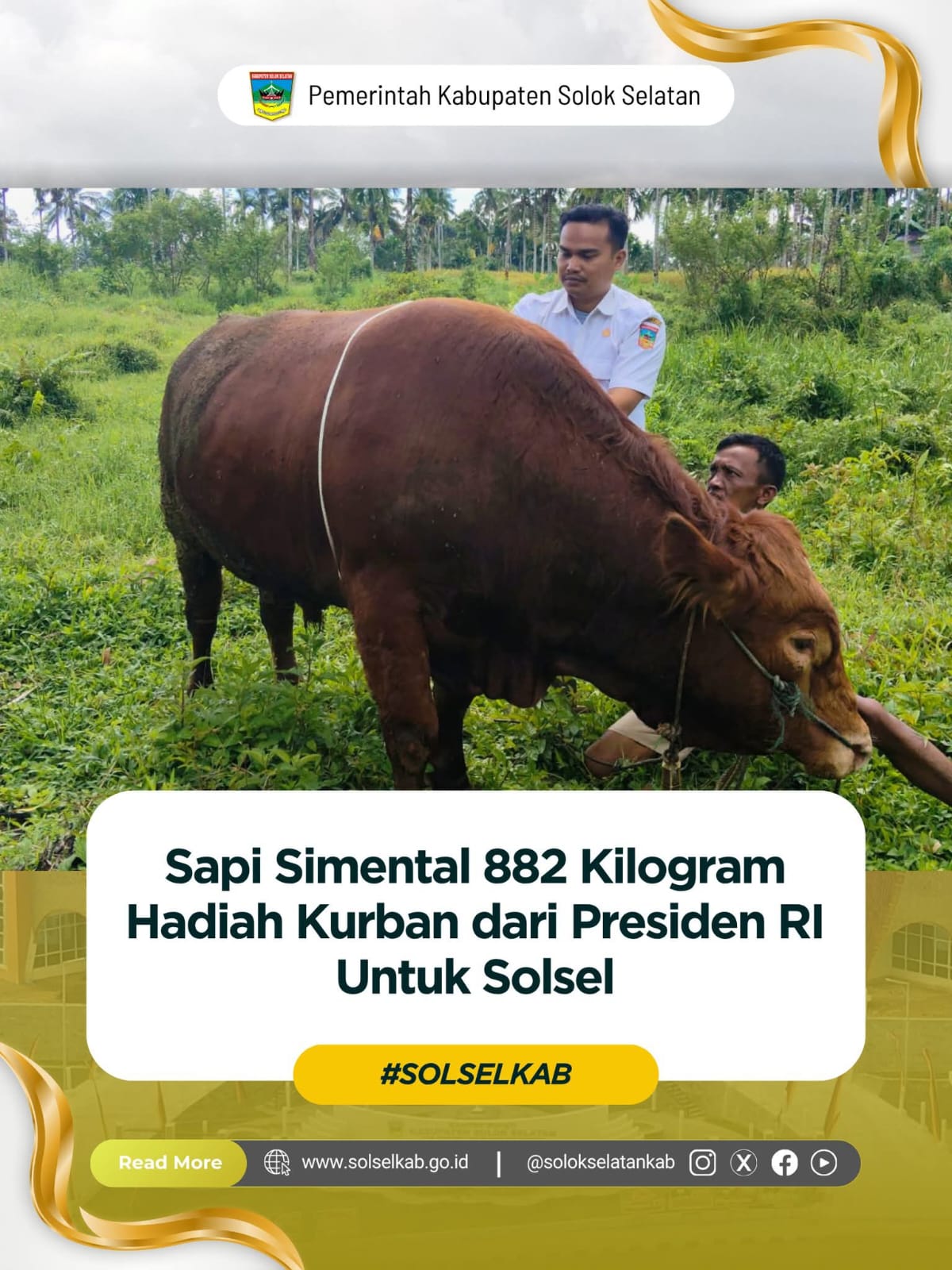 Presiden RI Prabowo Subianto Hadiahkan Sapi Simental 882 Kilogram untuk Solok Selatan