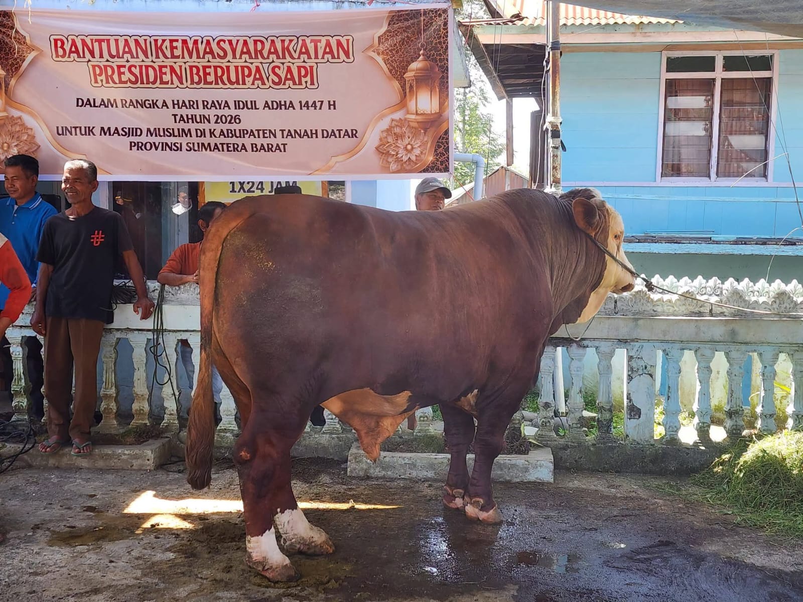 Sapi Kurban Bantuan Presiden RI Jenis Simental Seberat 1,2 Ton untuk Masyakarat Tanah Datar
