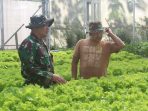 Serda Suyamto Tinjau Budidaya Selada Akuatik Lungo Tani Dukung Program Ketahanan Pangan Serda Suyamto Tinjau Budidaya Selada Akuatik "Lungo Tani" Dukung Program Ketahanan Pangan