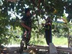 Serka Dwi Bantu Warga Petik Buah Kopi di Desa Cukil Serka Dwi Bantu Warga Petik Buah Kopi di Desa Cukil