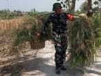 TMMD ke-129 Kodim 0813 Bojonegoro, Aksi Nyata Anggota Satgas, Pikulan Rumput Diangkat TMMD ke-129 Kodim 0813 Bojonegoro, Aksi Nyata Anggota Satgas, Pikulan Rumput Diangkat
