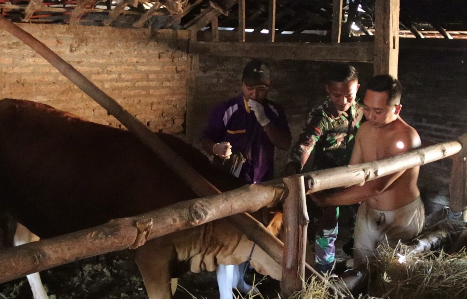 Melampaui Target, TMMD ke-129 Kodim 0813 Bojonegoro dan Disnakkan Sentuh Nadi Ekonomi Warga Lewat Layanan Kesehatan Hewan