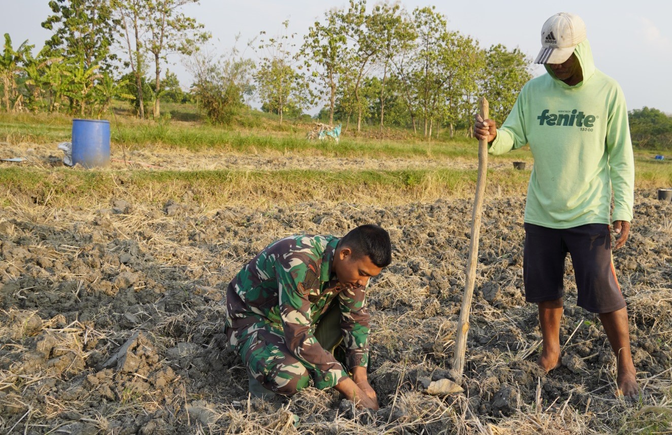 Menabur Bibit, Memupuk Kemanunggalan, Aksi Serda Rizky Turun Sawah di TMMD ke-129 Kodim 0813 Bojonegoro