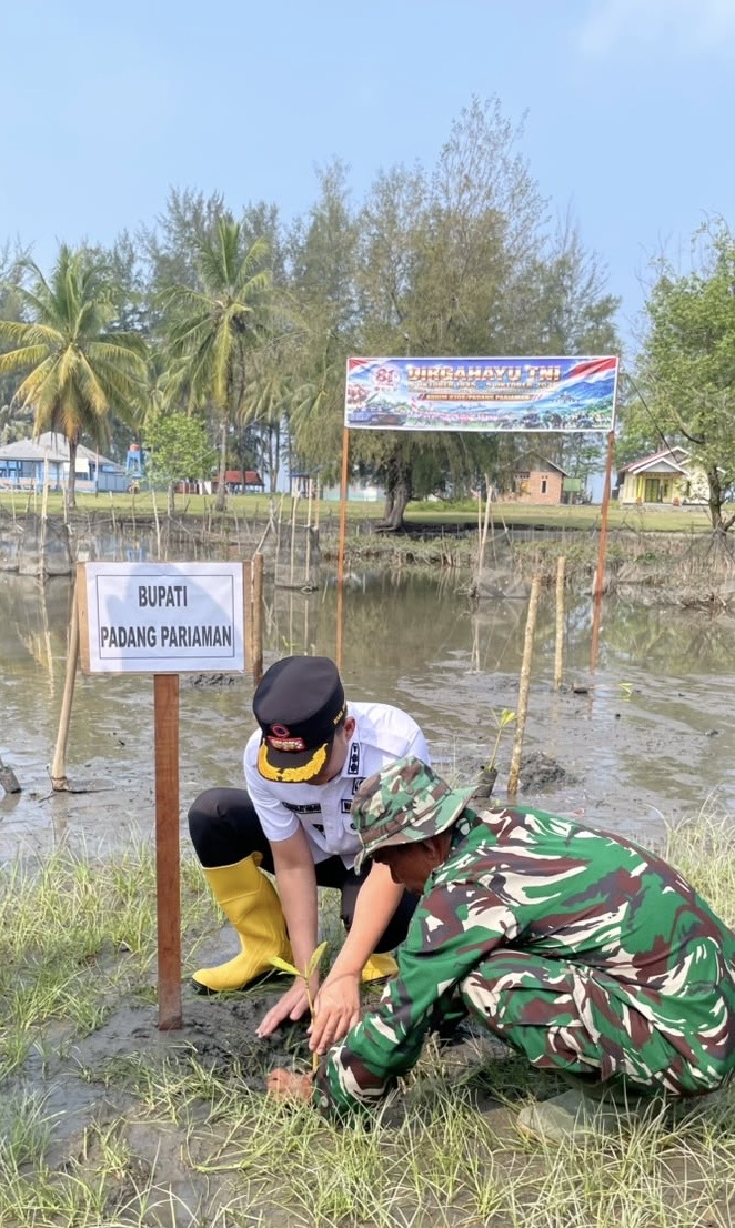 Hari Ulang Tahun ke-81 TNI, 1.000 Bibit Mangrove Ditanam Serentak di Batang Gasan